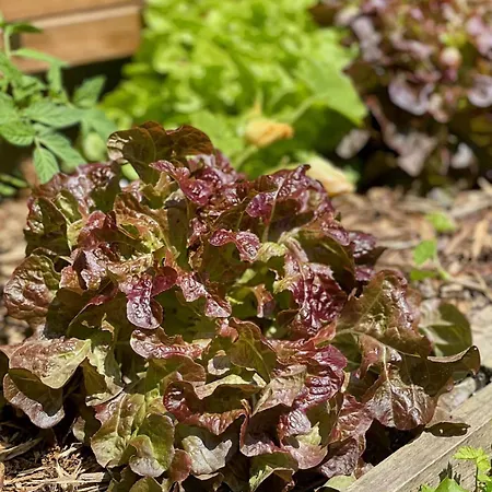 Le Bel Ouvillais - Proche & Chemins Rando Daire